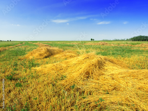 mown hay field under a blue sky