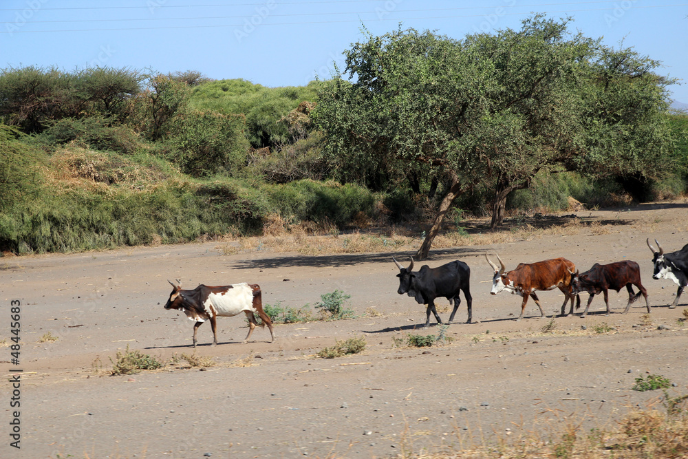 mucche in africa mucche in africa