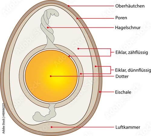 Hühnerei Aufbau