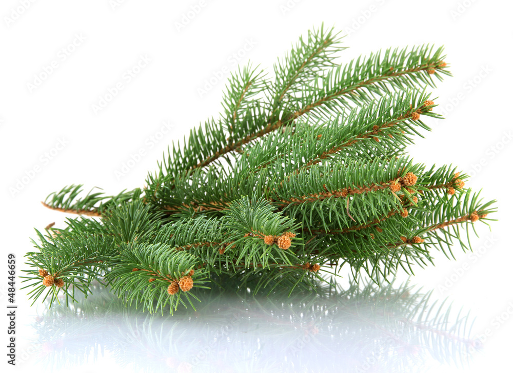fir tree branch, isolated on white fir tree branch, isolated on white