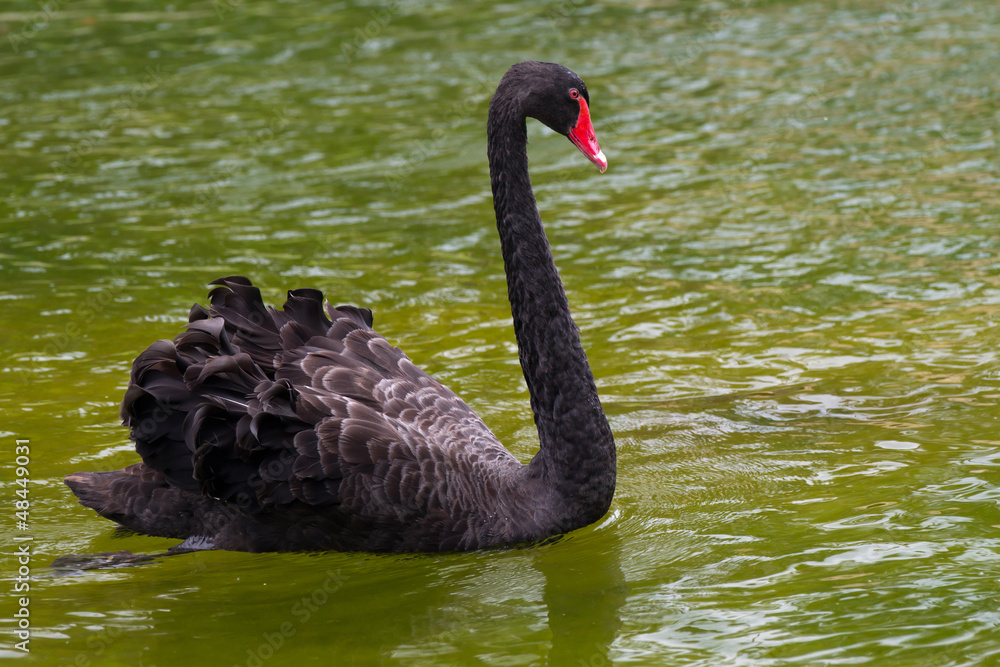 Black Swan (Cygnus atratus) Black Swan (Cygnus atratus)
