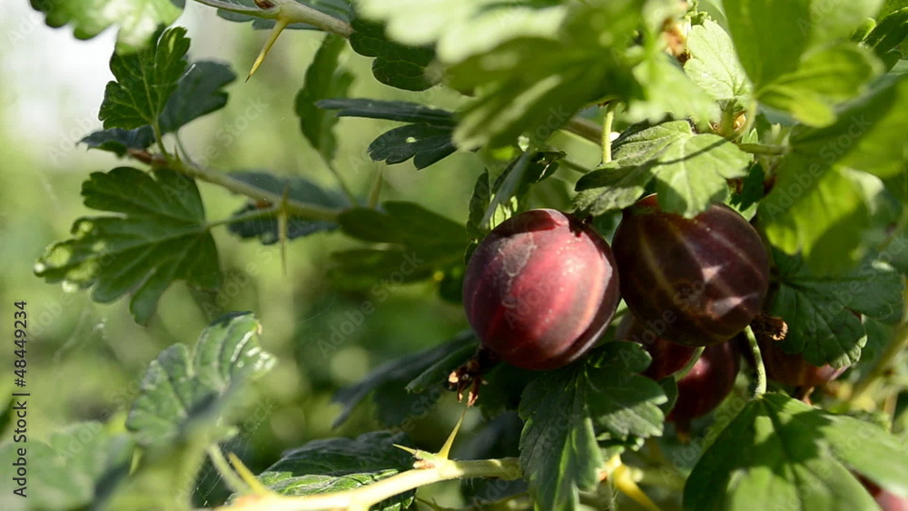 custom made wallpaper toronto digitalgooseberry