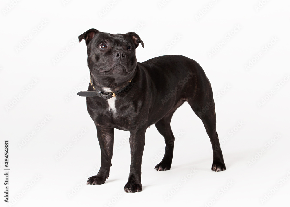 Young staffordshire bull terrieron white background