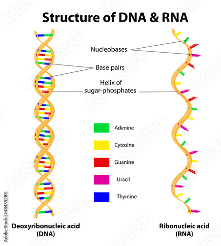 Structure DNA and RNA molecule. Vector