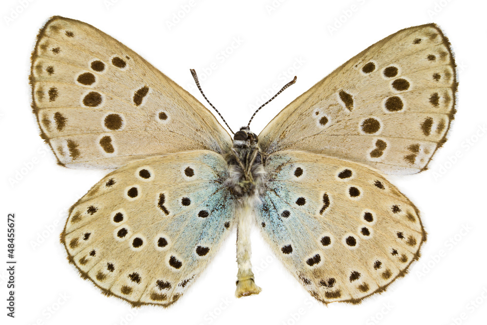 Fototapeta premium Phengaris arion (Large blue)