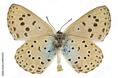 Phengaris arion (Large blue) © Cosmin Manci