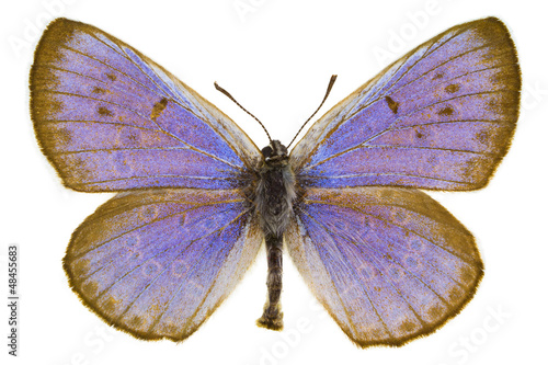 Phengaris arion (Large blue)