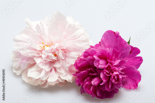 peony flower