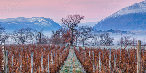 Jura Mountain And Vineyard At Sunrise