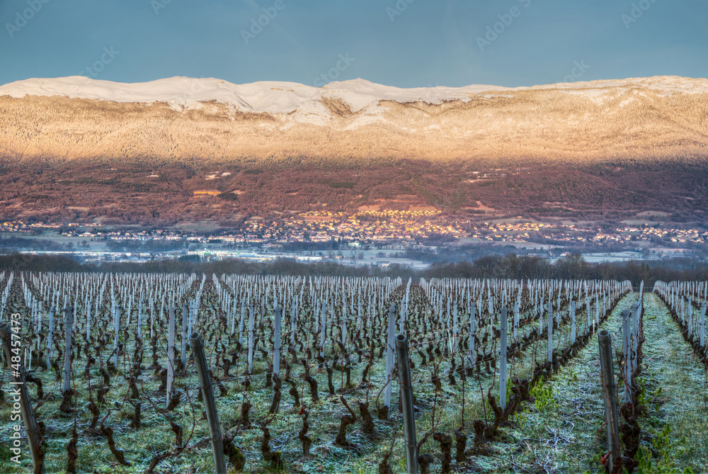 Jura Mountain And Vineyard