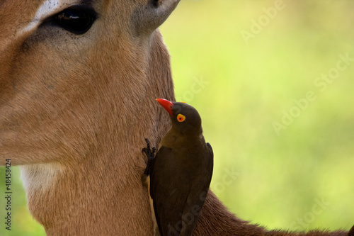 A young impala with red-billed oxpecker on its head