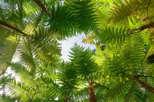Tree fern forest