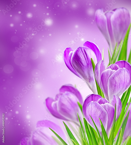 spring crocus flowers © Nataliia Pyzhova