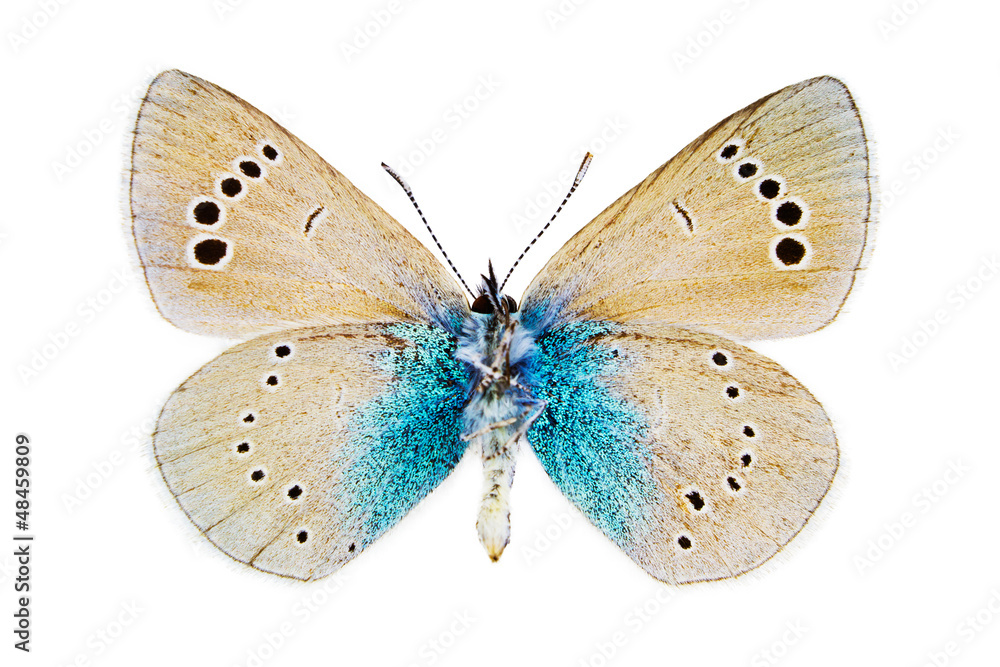 Obraz premium Glaucopsyche alexis (Green-underside Blue)