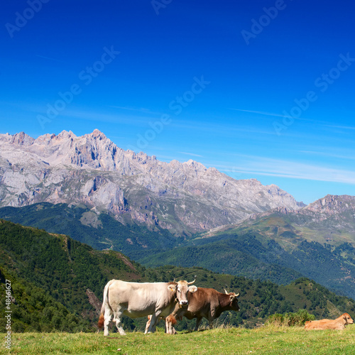 Asturian cows