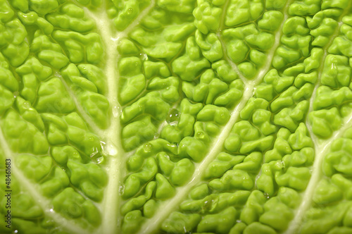Leaves of savoy cabbage