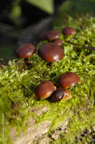fungus 1