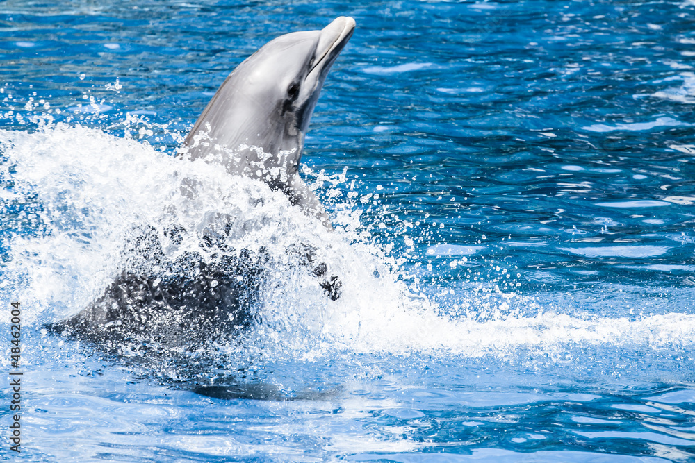 Fototapeta premium Dolphins swim in the pool