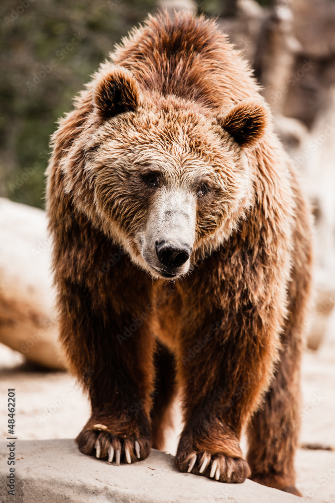 Obraz premium Brown bear in a funny pose