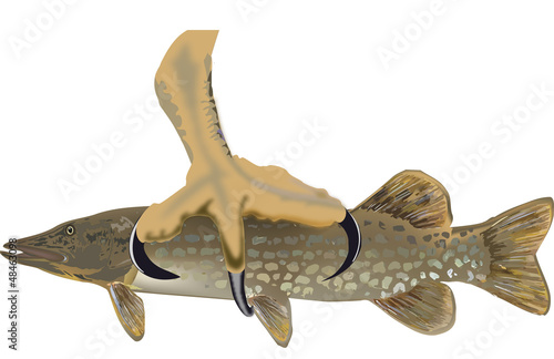 pesce luccio