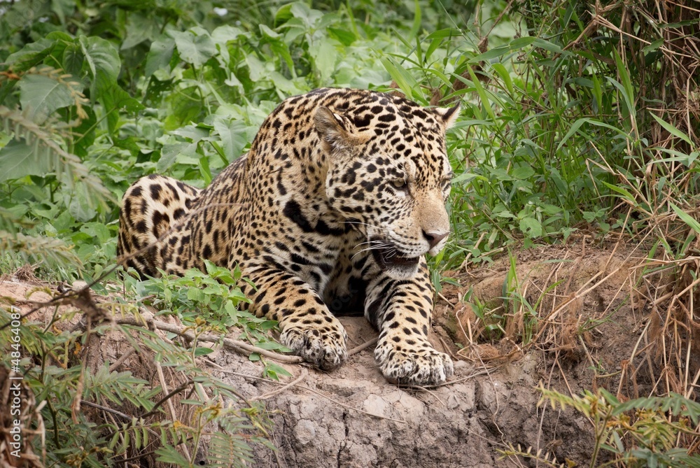 Fototapeta premium A Jaguar Watches His Prey Intently