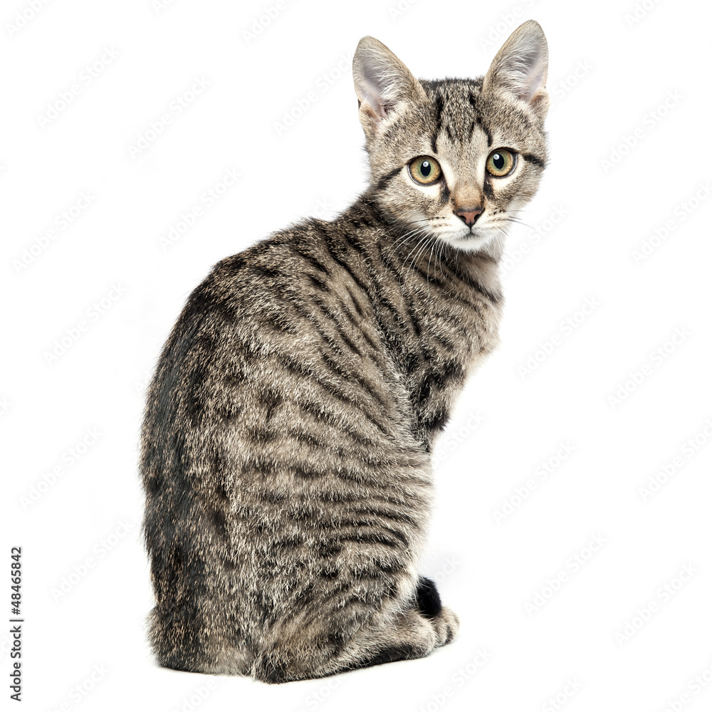 Fototapeta premium Little gray kitten isolated on white background.