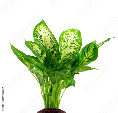 Zimmerpflanze (Dieffenbachia)