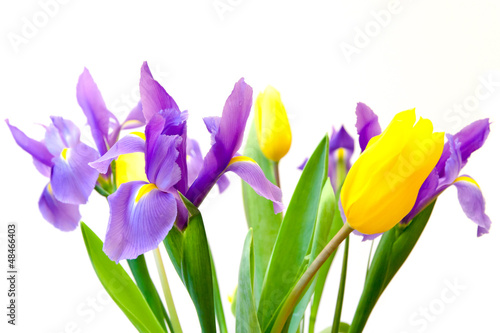 Fresh spring tulips and iris flowers  isolated on white backgrou