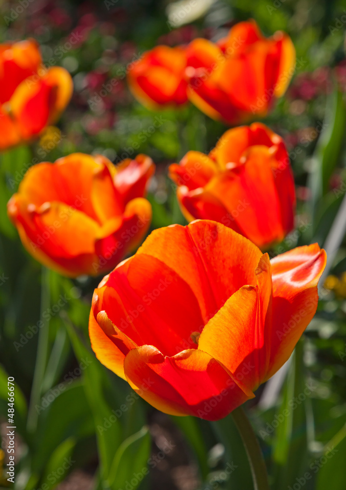 Tulip Tulip