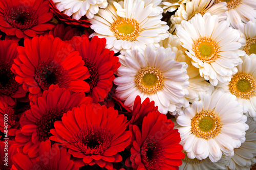 Beautiful bouquet of white and purple gerberas.