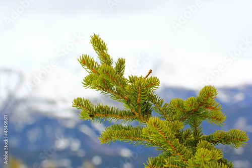 Canvas-taulu fir  branch in winter