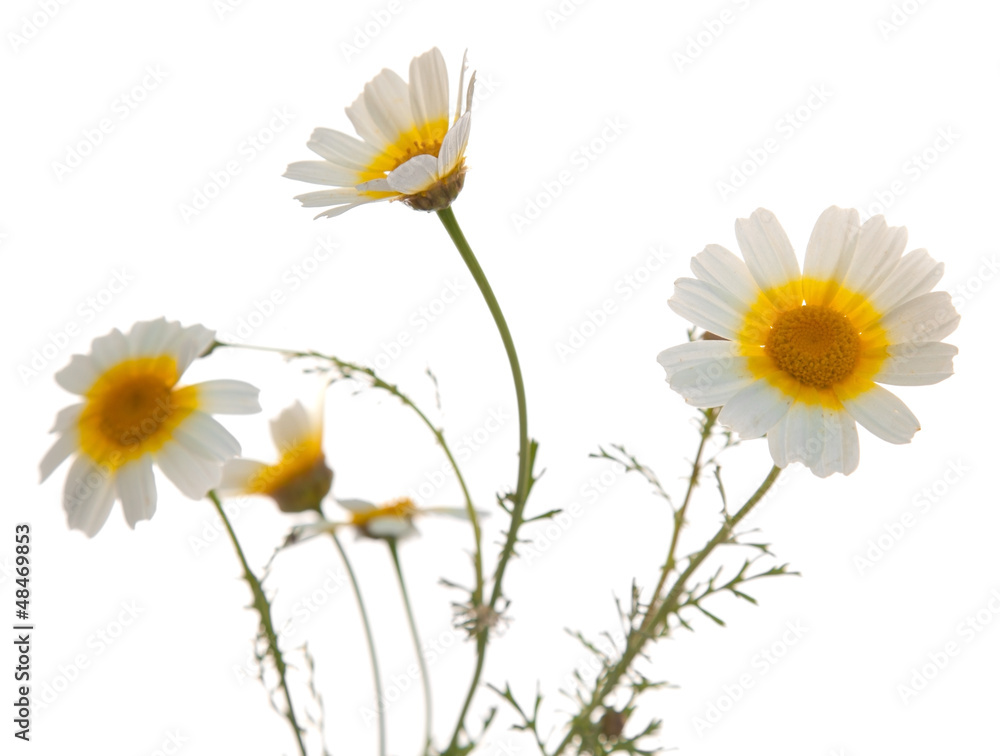 garland chrysanthemum garland chrysanthemum