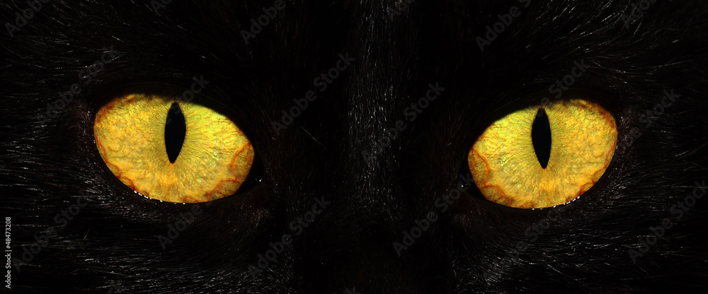 Obraz premium eyes of black cat in dark