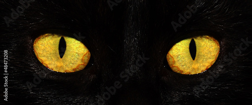 eyes of black cat in dark