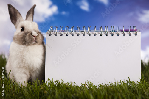 Fotografie Copyspace blank paper and bunny
