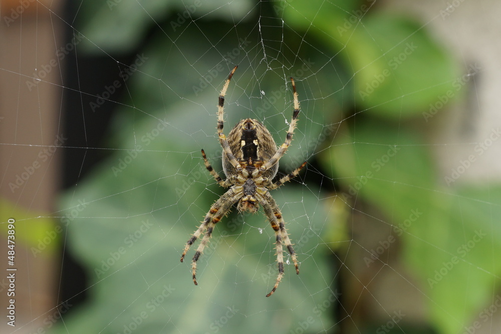 Orb-weaver spider Orb-weaver spider