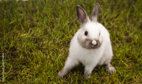 Bunny in grass 
