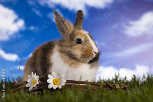 Bunny in grass 