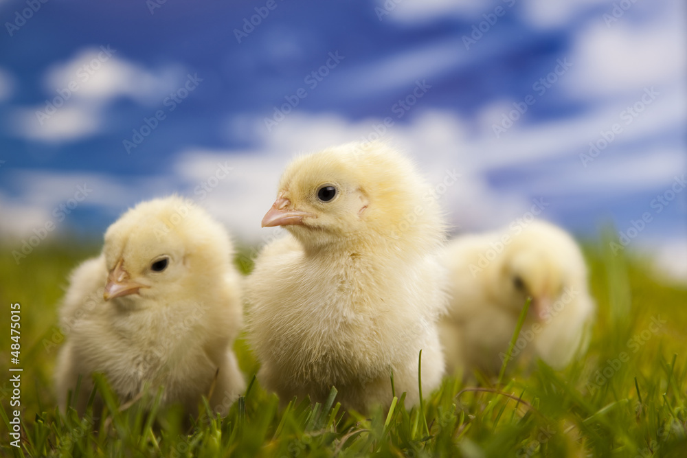 Fototapeta premium Chick