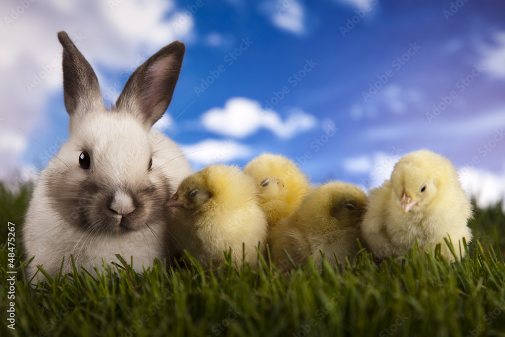 Fototapeta premium Chick in bunny