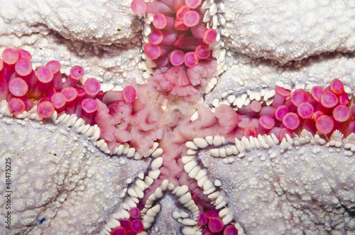 Close up of Cushion starfish photo