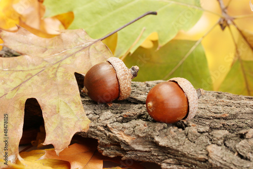 brown acorns on autumn leaves, close up