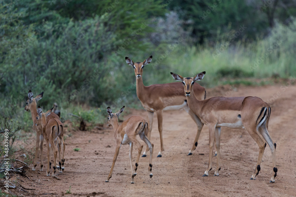 Antilope sauteuse (Springbok) d'Afrique du Sud Antilope sauteuse (Springbok) d'Afrique du Sud