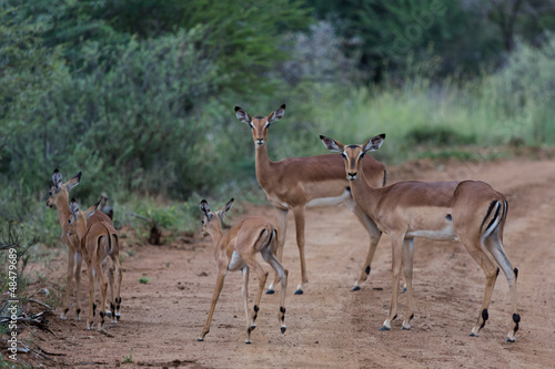 Antilope sauteuse (Springbok) d'Afrique du Sud