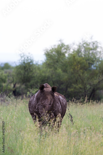 Rhinocéros d'Afrique du Sud photo