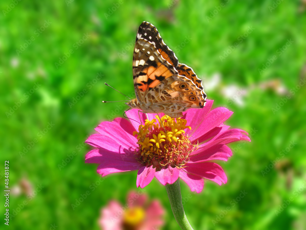 butterfly (Painted Lady) on flower (zinnia) in garden butterfly (Painted Lady) on flower (zinnia) in garden