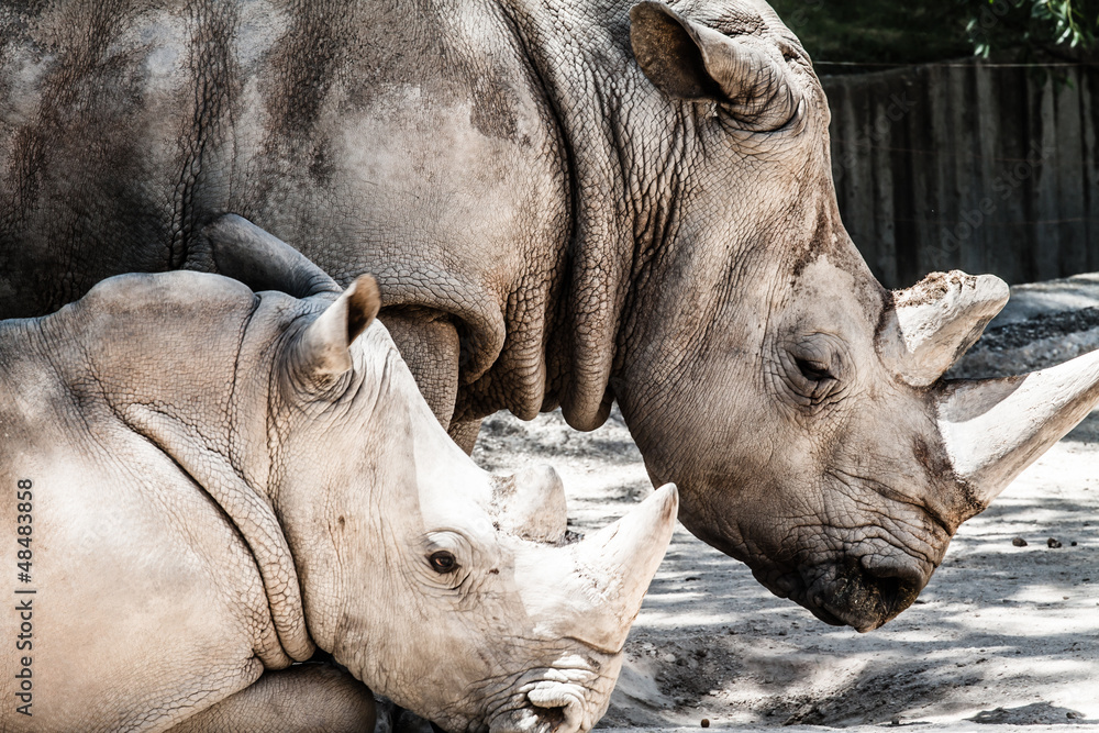 Portrait of a black (hooked-lipped) rhinoceros, South Africa
