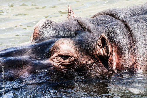 The hippopotamus (Hippopotamus amphibius), © Curioso.Photography