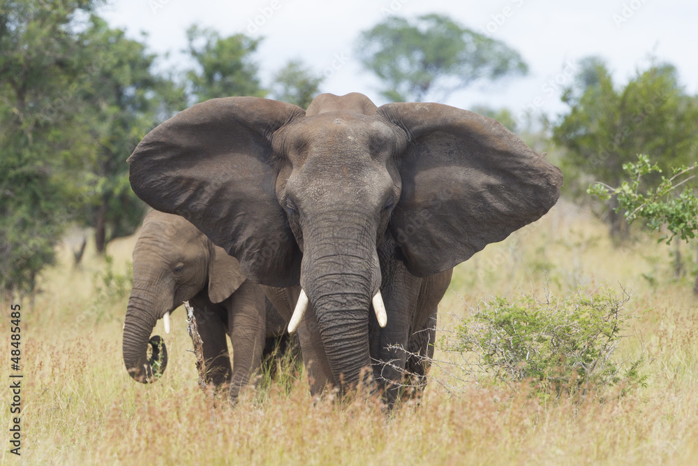 African Elephant (Loxodonta africana) female with young, South A African Elephant (Loxodonta africana) female with young, South A