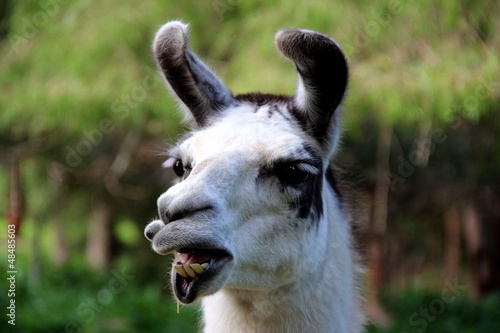 Lama dans une ferme a Margaret River, Australie Occidentale 